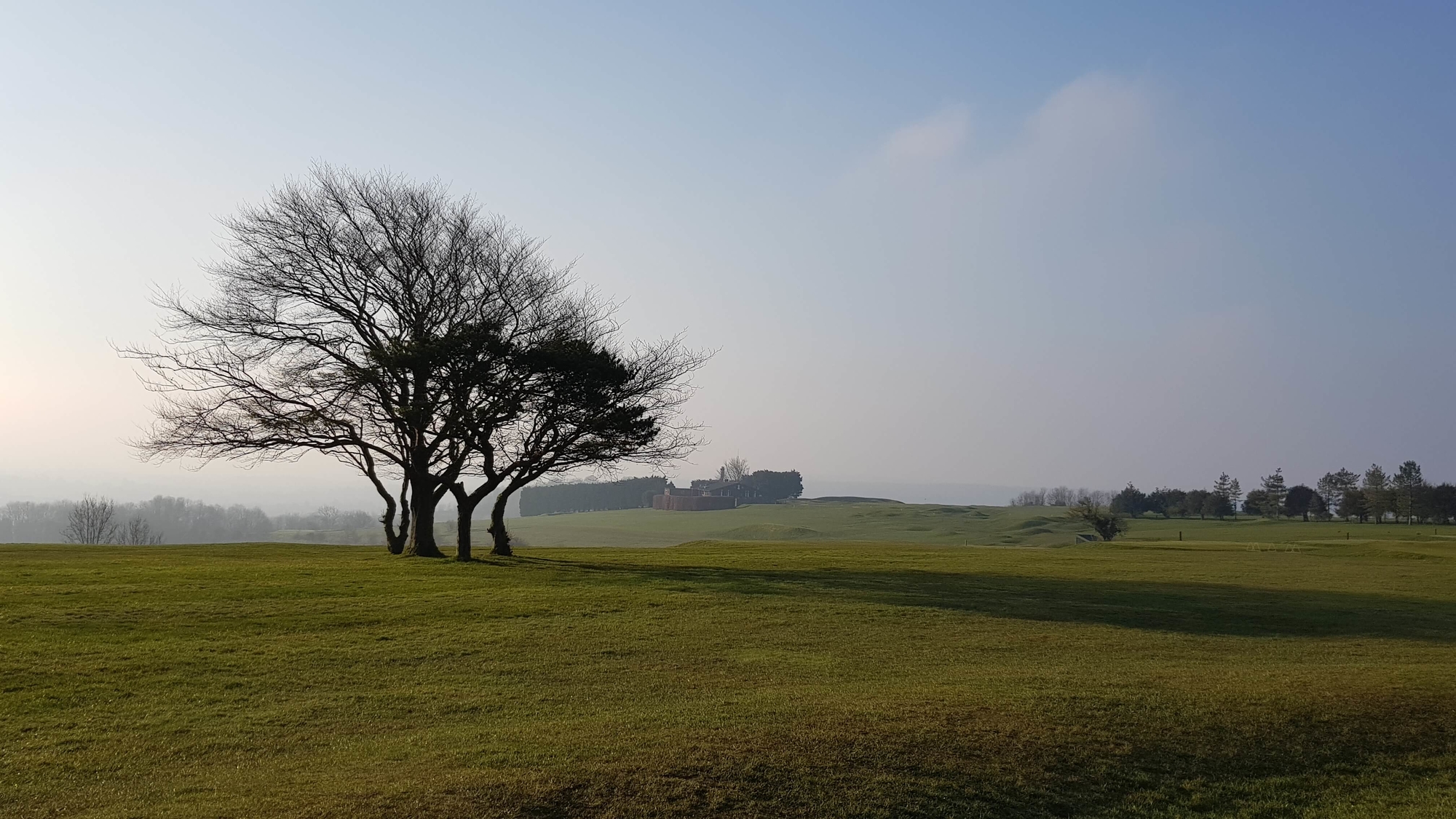 Pete_Sevior_27.03.20_Tree_against_the_mist.jpg