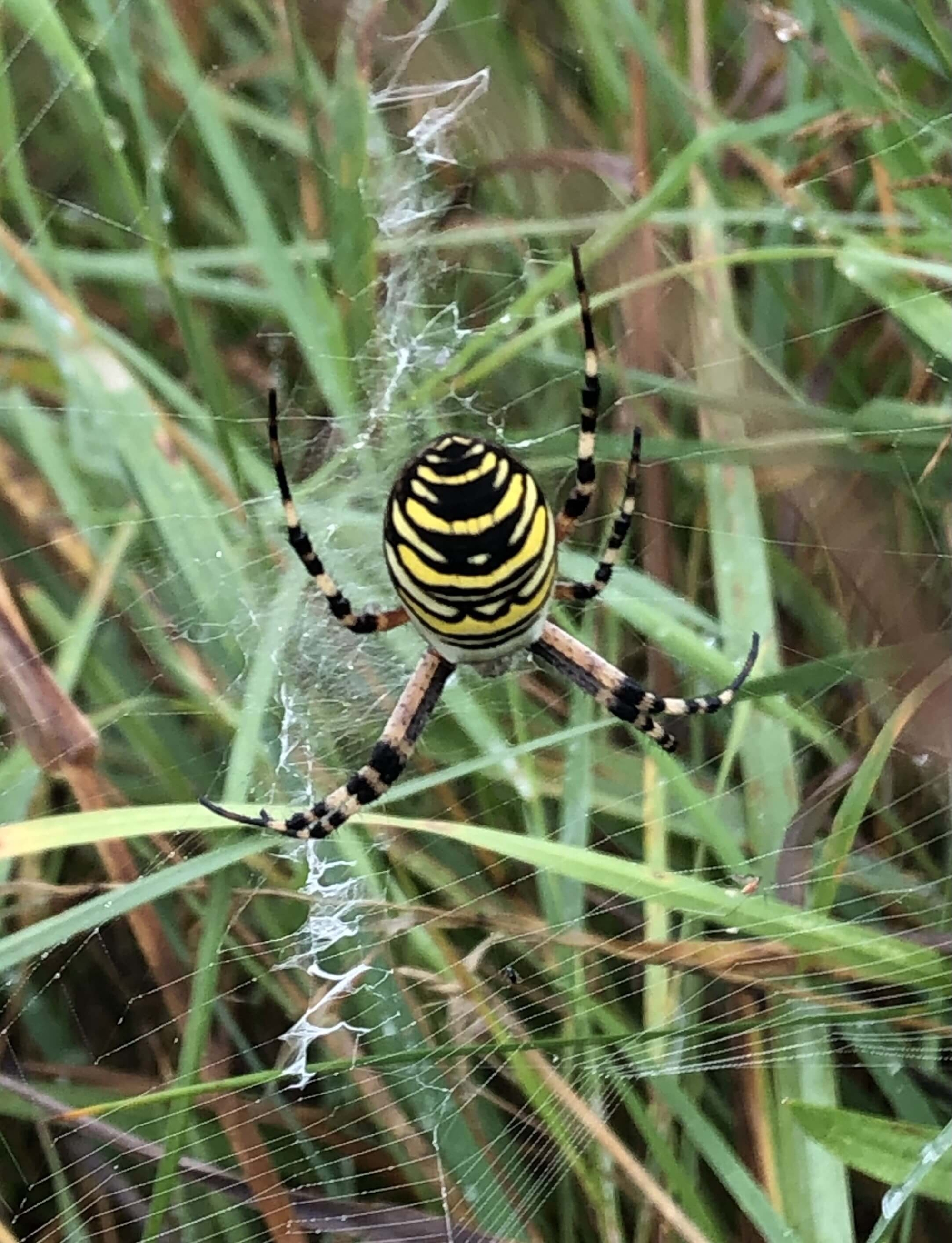 Wasp spider in the rough down the 8th.